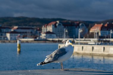 Polonya 'nın Sopot iskelesinde oturan bir martı deniz kuşu.