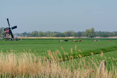 Geleneksel Hollanda rüzgar değirmeni ve yeşil otlaktaki inekler Kuzey Hollanda, Hollanda 'da bahar manzarası