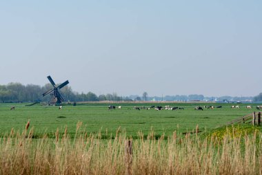 Geleneksel Hollanda rüzgar değirmeni ve yeşil otlaktaki inekler Kuzey Hollanda, Hollanda 'da bahar manzarası