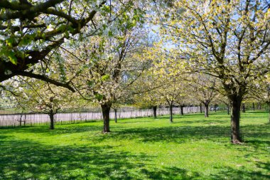 Bahar çiçekleri meyve bahçesinde, meyve bölgesi Belçika 'da Haspengouw, doğa manzarası