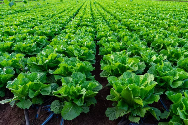 Campo Los Agricultores Con Cultivo Filas Verdes Verduras Hoja Lechuga — Foto de Stock