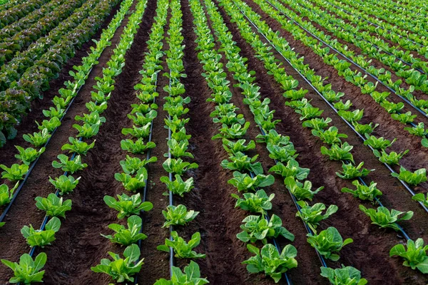 Farmers Field Growing Rows Green Organic Salce Leaf Vegetables Close — Stock fotografie