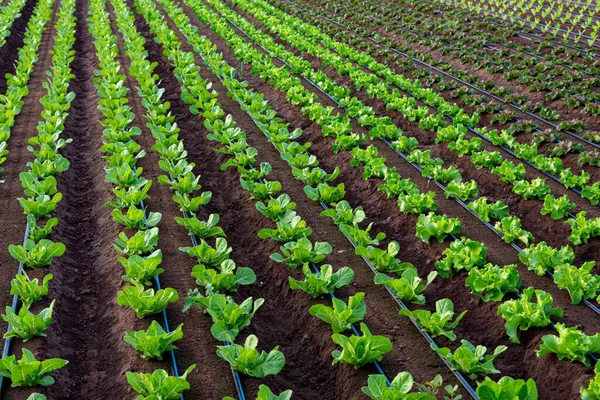 Bauern Feld Mit Reihenweise Grünem Bio Salatblättergemüse Aus Nächster Nähe — Stockfoto