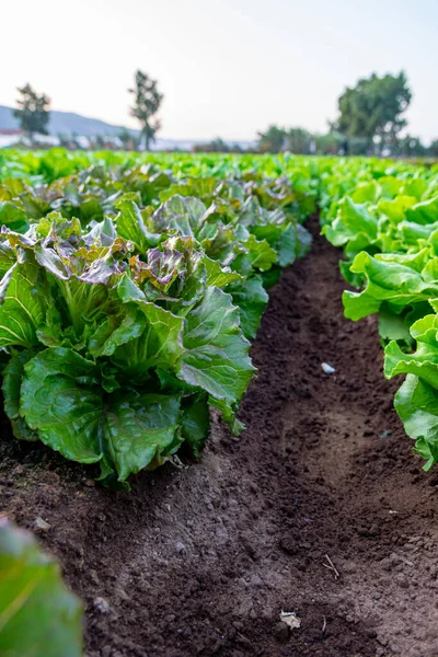 Mezőgazdasági Termelők Mező Növekvő Sorokban Zöld Ökológiai Saláta Levél Zöldségek — Stock Fotó