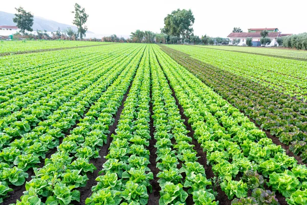 농부들이 늘어서 유기농 채소가 자라는 — 스톡 사진