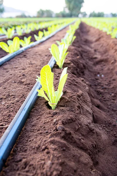 Campo Los Agricultores Con Cultivo Filas Verdes Verduras Hoja Lechuga — Foto de Stock