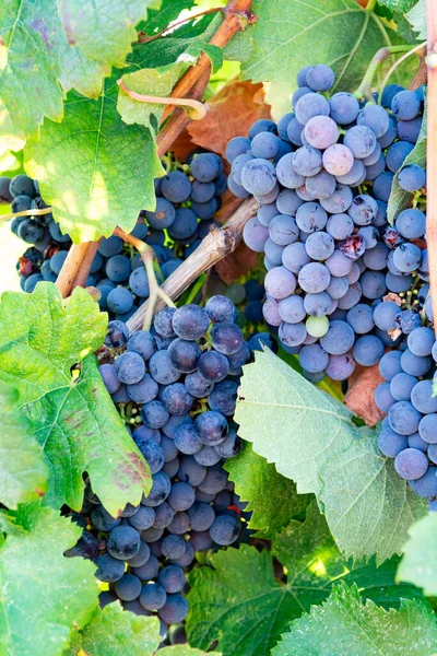 Planta Uva Vinha Cultivando Uvas Vinho Tinto Itália Sirah Petit — Fotografia de Stock