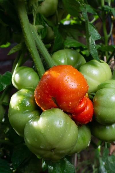 Vigne Plante Tomate Avec Nombreuses Tomates Mûrissantes Légumes Dans Jardin — Photo