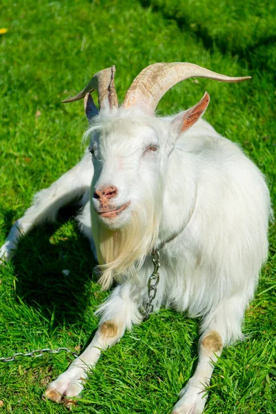 Grande Capra Bianca Con Barba Appoggiata Sull Erba Verde Vicino — Foto Stock