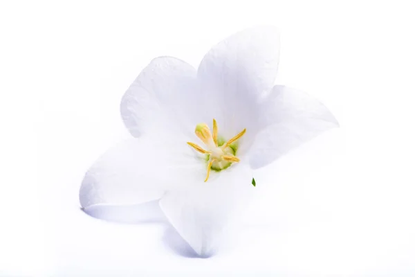 Flor Blanca Campanilla Cerca Aislado Espacio Copia Fondo Blanco — Foto de Stock