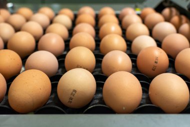 Avrupa 'da yüksek kalitede organik yumurta üreten kuluçka makinelerine modern paketleme, işleme ve ulaşım, yüksek düzeyde otomasyon