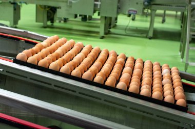 Avrupa 'da yüksek kalitede organik yumurta üreten kuluçka makinelerine modern paketleme, işleme ve ulaşım, yüksek düzeyde otomasyon