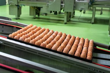 Avrupa 'da yüksek kalitede organik yumurta üreten kuluçka makinelerine modern paketleme, işleme ve ulaşım, yüksek düzeyde otomasyon