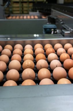 Avrupa 'da yüksek kalitede organik yumurta üreten kuluçka makinelerine modern paketleme, işleme ve ulaşım, yüksek düzeyde otomasyon