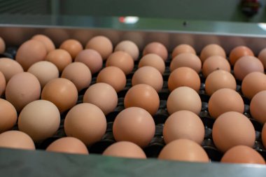 Avrupa 'da yüksek kalitede organik yumurta üreten kuluçka makinelerine modern paketleme, işleme ve ulaşım, yüksek düzeyde otomasyon