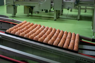Avrupa 'da yüksek kalitede organik yumurta üreten kuluçka makinelerine modern paketleme, işleme ve ulaşım, yüksek düzeyde otomasyon