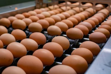 Avrupa 'da yüksek kalitede organik yumurta üreten kuluçka makinelerine modern paketleme, işleme ve ulaşım, yüksek düzeyde otomasyon