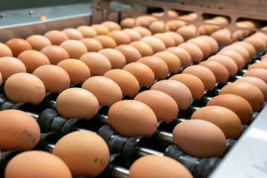 Avrupa 'da yüksek kalitede organik yumurta üreten kuluçka makinelerine modern paketleme, işleme ve ulaşım, yüksek düzeyde otomasyon