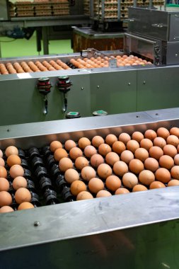 Avrupa 'da yüksek kalitede organik yumurta üreten kuluçka makinelerine modern paketleme, işleme ve ulaşım, yüksek düzeyde otomasyon