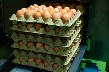 Avrupa 'da yüksek kalitede organik yumurta üreten kuluçka makinelerine modern paketleme, işleme ve ulaşım, yüksek düzeyde otomasyon