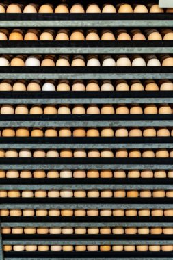 Avrupa 'da yüksek kalitede organik yumurta üreten kuluçka makinelerine modern paketleme, işleme ve ulaşım, yüksek düzeyde otomasyon