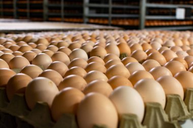 Avrupa 'da yüksek kalitede organik yumurta üreten kuluçka makinelerine modern paketleme, işleme ve ulaşım, yüksek düzeyde otomasyon