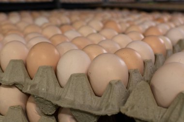 Avrupa 'da yüksek kalitede organik yumurta üreten kuluçka makinelerine modern paketleme, işleme ve ulaşım, yüksek düzeyde otomasyon