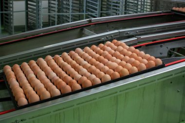 Avrupa 'da yüksek kalitede organik yumurta üreten kuluçka makinelerine modern paketleme, işleme ve ulaşım, yüksek düzeyde otomasyon