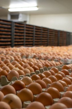Avrupa 'da yüksek kalitede organik yumurta üreten kuluçka makinelerine modern paketleme, işleme ve ulaşım, yüksek düzeyde otomasyon