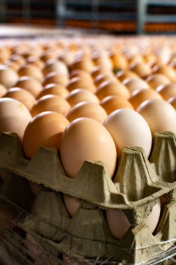 Avrupa 'da yüksek kalitede organik yumurta üreten kuluçka makinelerine modern paketleme, işleme ve ulaşım, yüksek düzeyde otomasyon