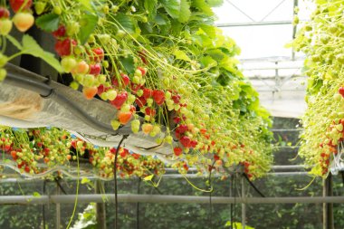 Taze lezzetler hasat için hazır olgun kırmızı ve olgunlaşmamış yeşil çilekler seradaki çilek çiftliğinde yetişiyor.