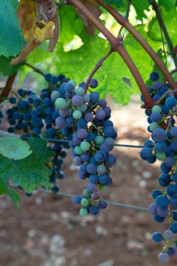 Üzüm bağında üzüm, İtalya 'da kırmızı şarap üzümleri yetişiyor Sirah, Petit Verdot, Cabernet Sauvignon üzümleri