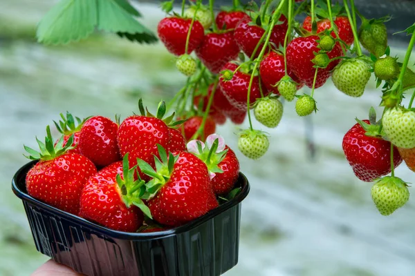 Ernte Frischer Schmackhafter Reifer Roter Erdbeeren Auf Erdbeerfarm Gewächshaus — Stockfoto