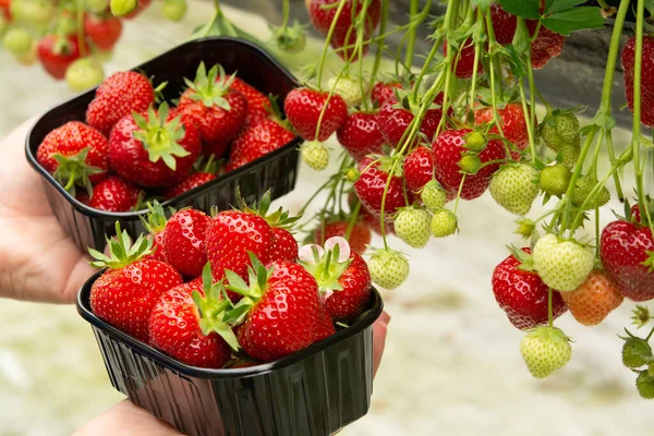 Cosecha Fresas Rojas Maduras Frescas Sabrosas Que Crecen Granja Fresas —  Fotos de Stock