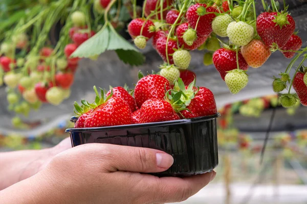 Ernte Frischer Schmackhafter Reifer Roter Erdbeeren Auf Erdbeerfarm Gewächshaus — Stockfoto