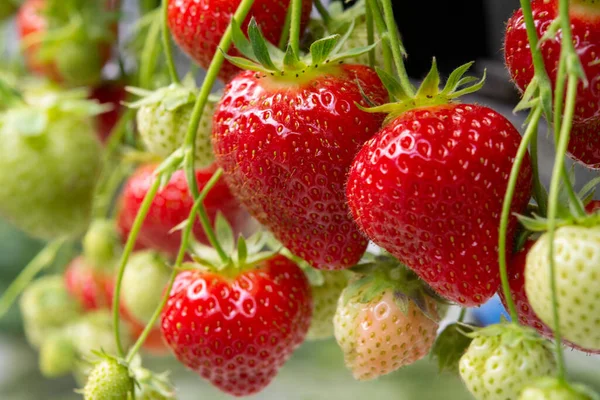 新鲜美味 准备收获成熟的红色和未成熟的绿色草莓 生长在温室草莓田里 — 图库照片