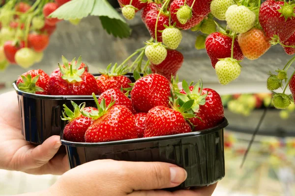 Ernte Frischer Schmackhafter Reifer Roter Erdbeeren Auf Erdbeerfarm Gewächshaus — Stockfoto