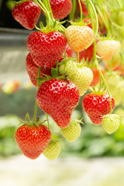 Frische Schmackhafte Erntereife Rote Und Unreife Grüne Erdbeeren Die Auf — Stockfoto