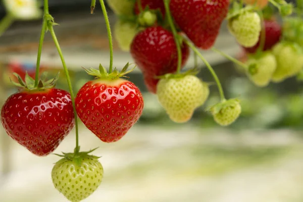 Frische Schmackhafte Erntereife Rote Und Unreife Grüne Erdbeeren Die Auf — Stockfoto