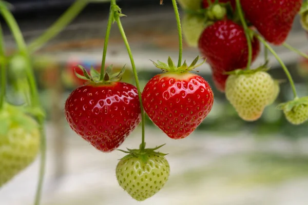 Frische Schmackhafte Erntereife Rote Und Unreife Grüne Erdbeeren Die Auf — Stockfoto