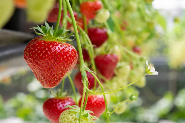 Frische Schmackhafte Erntereife Rote Und Unreife Grüne Erdbeeren Die Auf — Stockfoto