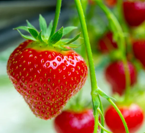 Frische Schmackhafte Erntereife Rote Und Unreife Grüne Erdbeeren Die Auf — Stockfoto