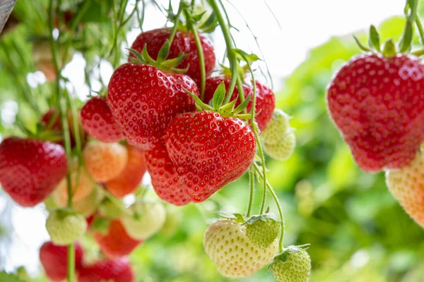 Fraises Fraîches Savoureuses Prêtes Pour Récolte Fraises Rouges Mûres Vertes — Photo