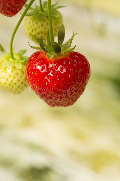 Frische Schmackhafte Erntereife Rote Und Unreife Grüne Erdbeeren Die Auf — Stockfoto