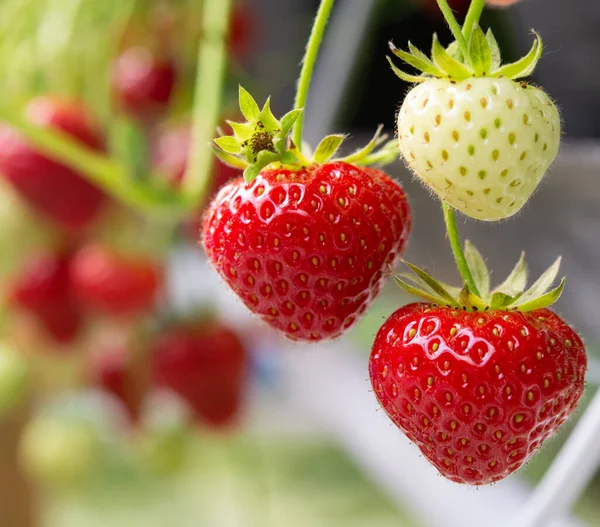 Frische Schmackhafte Erntereife Rote Und Unreife Grüne Erdbeeren Die Auf — Stockfoto