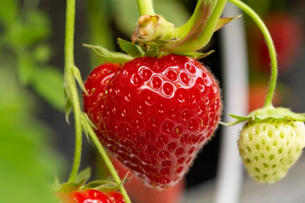 Frische Schmackhafte Erntereife Rote Und Unreife Grüne Erdbeeren Die Auf — Stockfoto