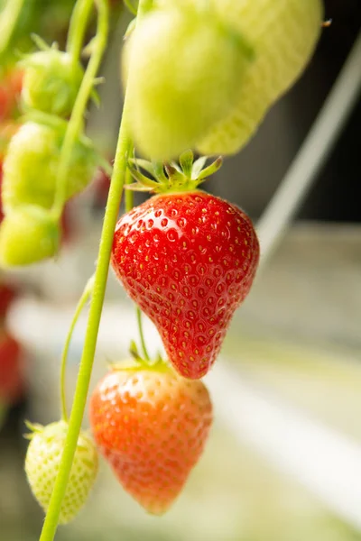 Fraises Fraîches Savoureuses Prêtes Pour Récolte Fraises Rouges Mûres Vertes — Photo