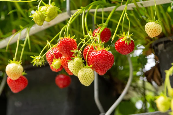 Fraises Fraîches Savoureuses Prêtes Pour Récolte Fraises Rouges Mûres Vertes — Photo