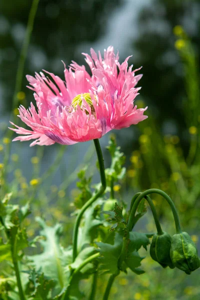 Schöne Blüten Von Papaver Somniferum Oder Schlafmohn Aus Der Nähe — Stockfoto