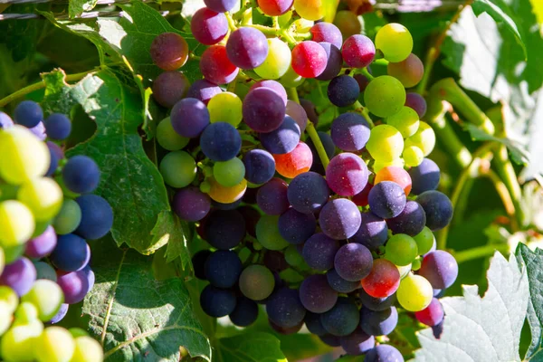 Cépages Sur Vignoble Culture Raisins Rouges Italie Sirah Petit Verdot — Photo